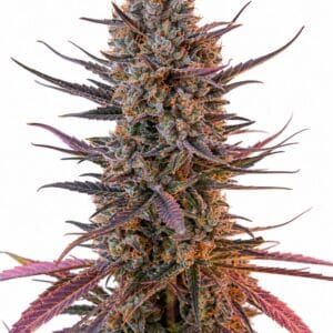 Valencia Seeds - Yuzu Euphoria Auto by Seed City Bulk Cannabis Seeds plant image