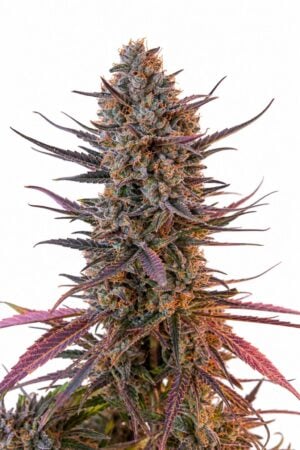 Valencia Seeds – Yuzu Euphoria Auto