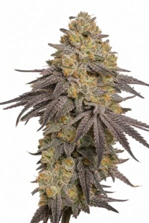 Valencia Seeds – Zerberry TRIPLOID
