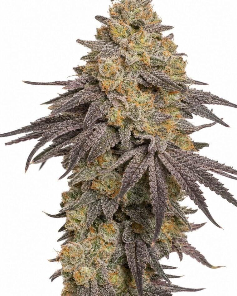 Valencia Seeds - Zerberry TRIPLOID by Seed City Bulk Cannabis Seeds plant image