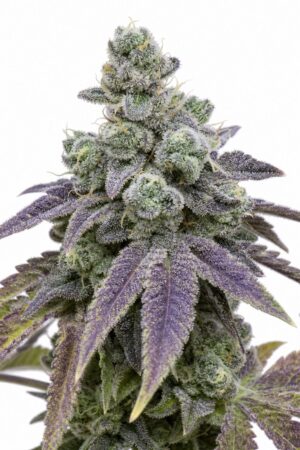 Valencia Seeds – Zkittlez