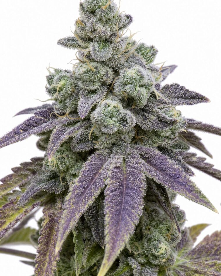 Valencia Seeds - Zkittlez by Seed City Bulk Cannabis Seeds plant image