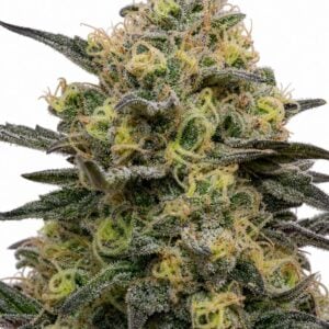 Valencia Seeds - Zookies TRIPLOID by Seed City Bulk Cannabis Seeds plant image