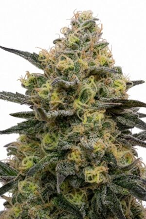 Valencia Seeds – Zookies TRIPLOID