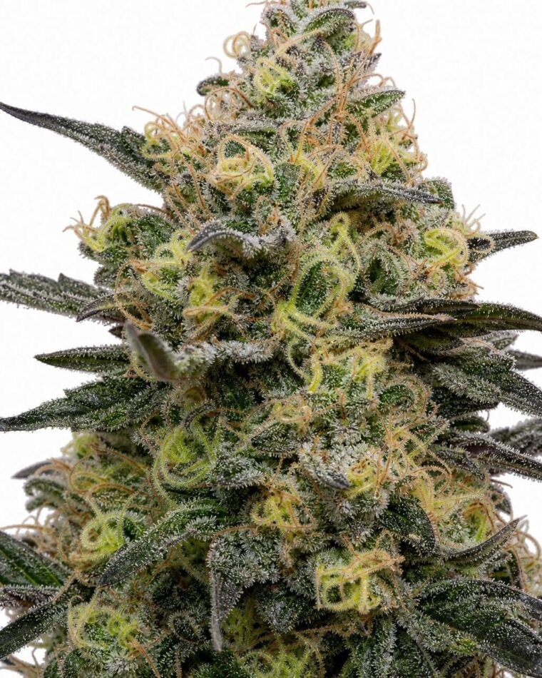 Valencia Seeds - Zookies TRIPLOID by Seed City Bulk Cannabis Seeds plant image