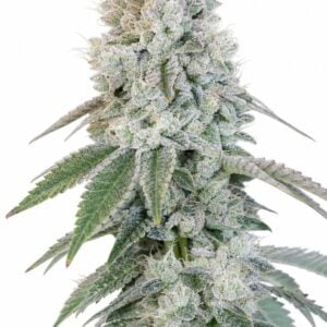 Voila RBX5 Auto by Seed City Bulk Cannabis Seeds plant image