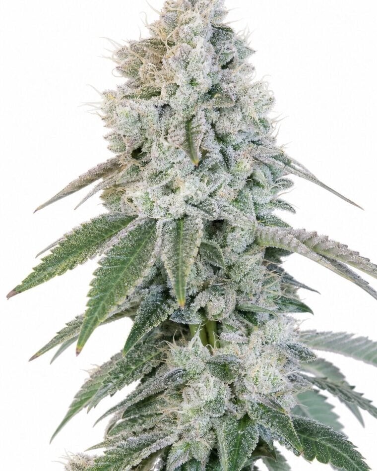 Voila RBX5 Auto by Seed City Bulk Cannabis Seeds plant image