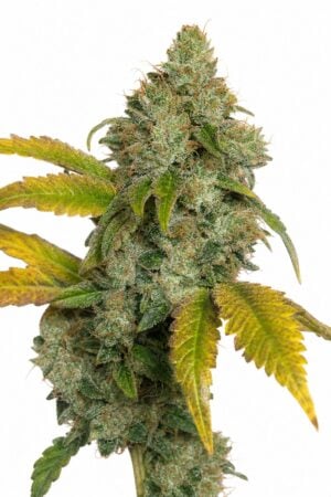Wedding Cake Auto
