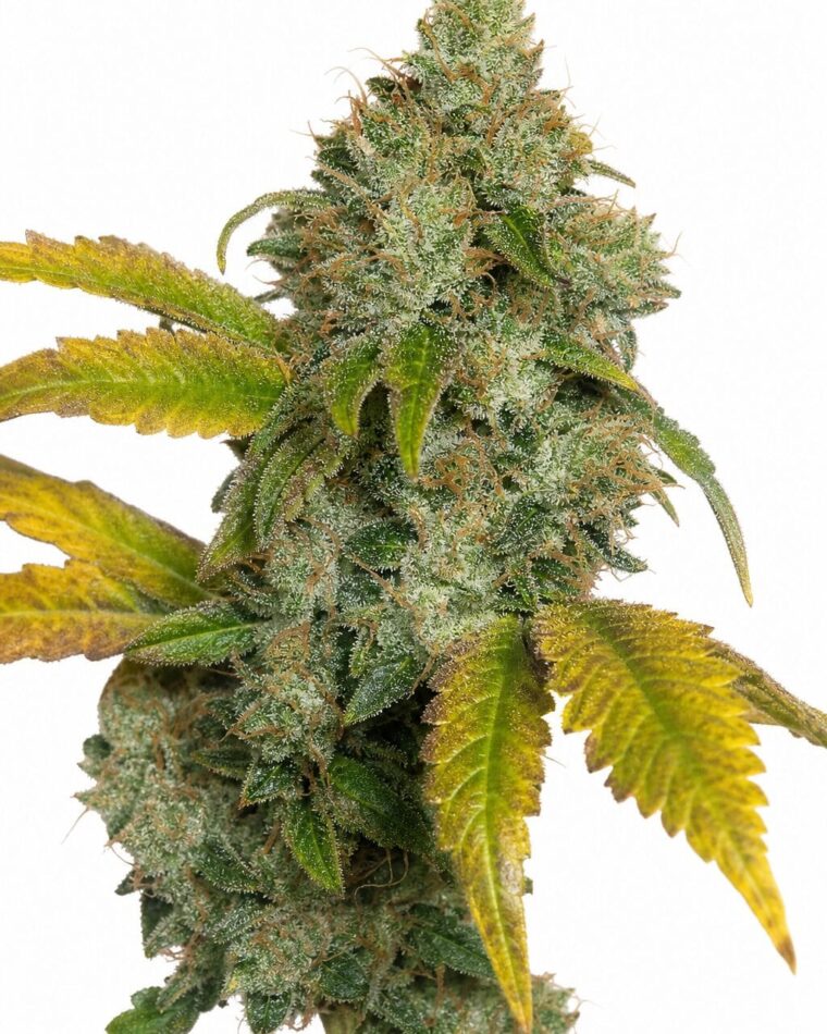 Wedding Cake Auto by Seed City Bulk Cannabis Seeds plant image