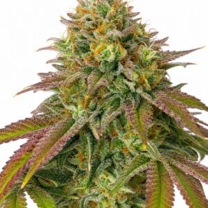 Wedding Cake by Seed City Bulk Cannabis Seeds plant image