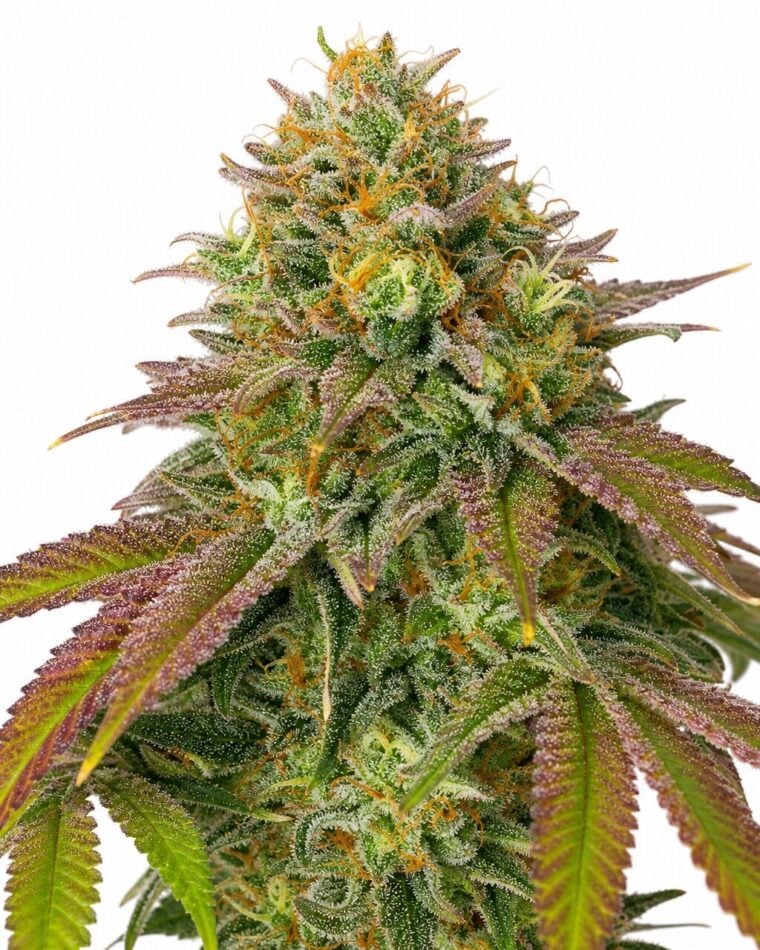 Wedding Cake by Seed City Bulk Cannabis Seeds plant image