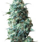 White Label Seeds Afghan Kush cannabis plant image 1