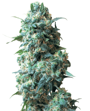 Afghan Kush