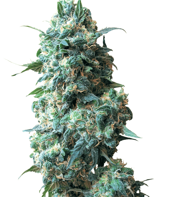 White Label Seeds Afghan Kush cannabis plant image 1