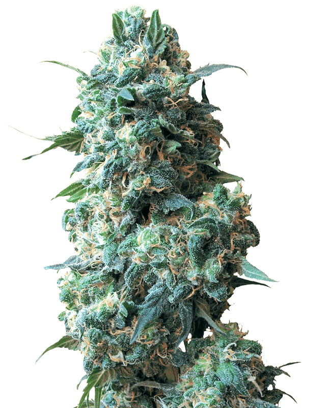 White Label Seeds Afghan Kush cannabis plant image 1