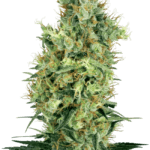 White Label Seeds California Orange Bud cannabis plant image 1