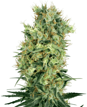 California Orange Bud