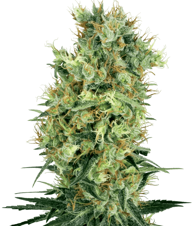 White Label Seeds California Orange Bud cannabis plant image 1