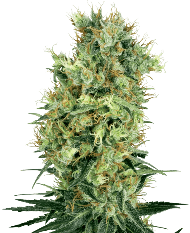 White Label Seeds California Orange Bud cannabis plant image 1