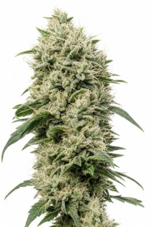 White Rhino