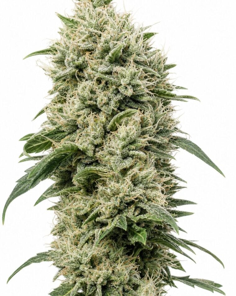 White Rhino by Seed City Bulk Cannabis Seeds plant image