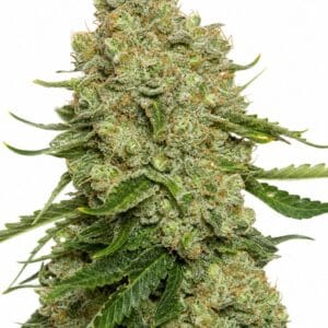 White Widow by Seed City Bulk Cannabis Seeds plant image