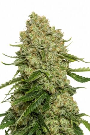 White Widow