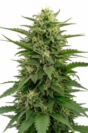 White Widow x AK