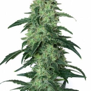 White Widow x Amnesia by Seed City Bulk Cannabis Seeds plant image