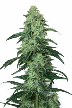 White Widow x Amnesia