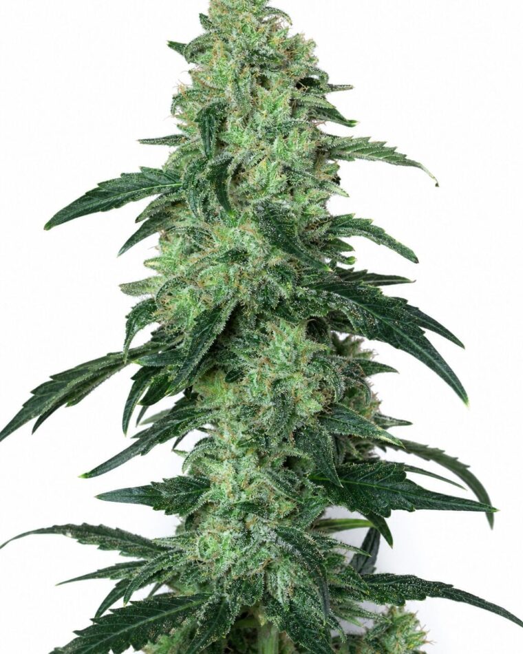 White Widow x Amnesia by Seed City Bulk Cannabis Seeds plant image