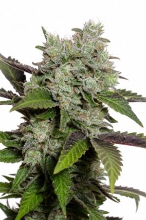 White Widow x Sweet Tooth