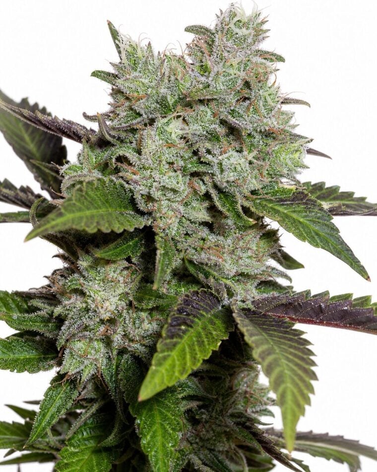 White Widow x Sweet Tooth by Seed City Bulk Cannabis Seeds plant image