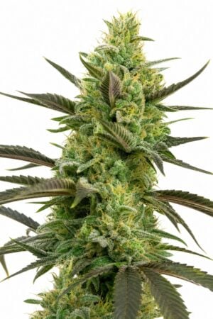 White Widow x White Widow