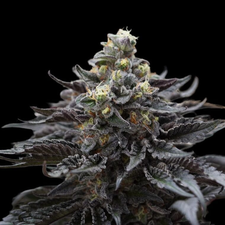 Ziplock Seeds Direwolf cannabis plant image 1