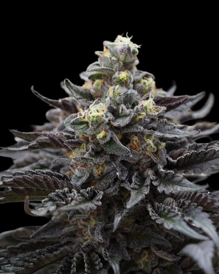 Ziplock Seeds Direwolf cannabis plant image 1