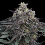 Ziplock Seeds Direwolf cannabis plant image 2