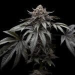 Ziplock Seeds Direwolf cannabis plant image 3