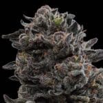 Ziplock Seeds Hawaiian Mist cannabis plant image 1