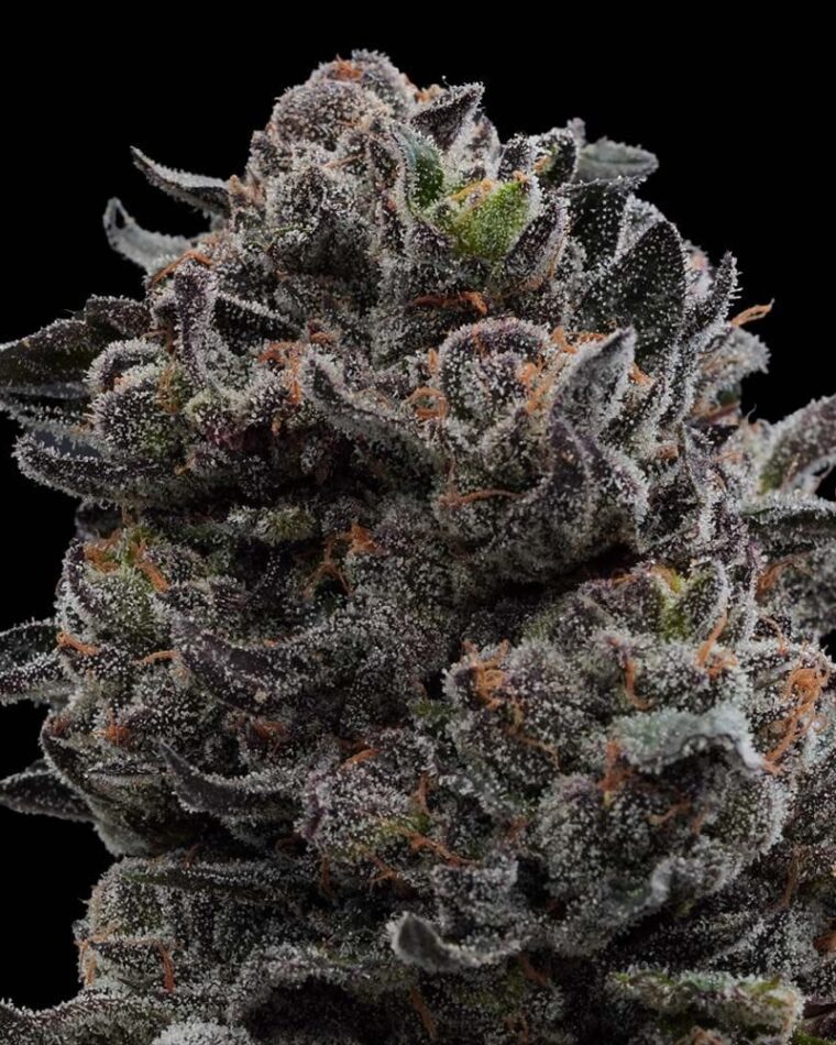 Ziplock Seeds Hawaiian Mist cannabis plant image 1