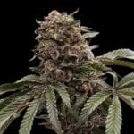 Ziplock Seeds Hawaiian Mist cannabis plant image 2