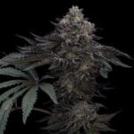 Ziplock Seeds Lazer Wolf BX cannabis plant image 1