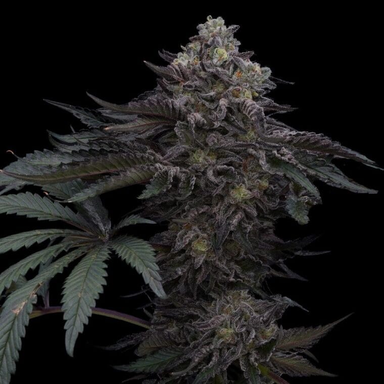 Ziplock Seeds Lazer Wolf BX cannabis plant image 1
