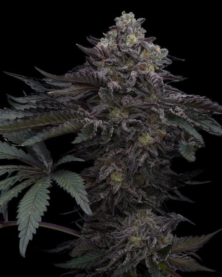 Ziplock Seeds Lazer Wolf BX cannabis plant image 1