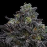 Ziplock Seeds Lazer Wolf BX cannabis plant image 2