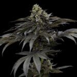 Ziplock Seeds Mochi Crunch cannabis plant image 1