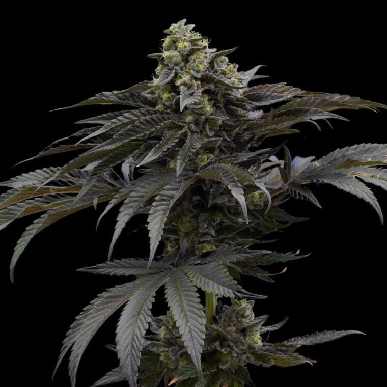 Ziplock Seeds Mochi Crunch cannabis plant image 1