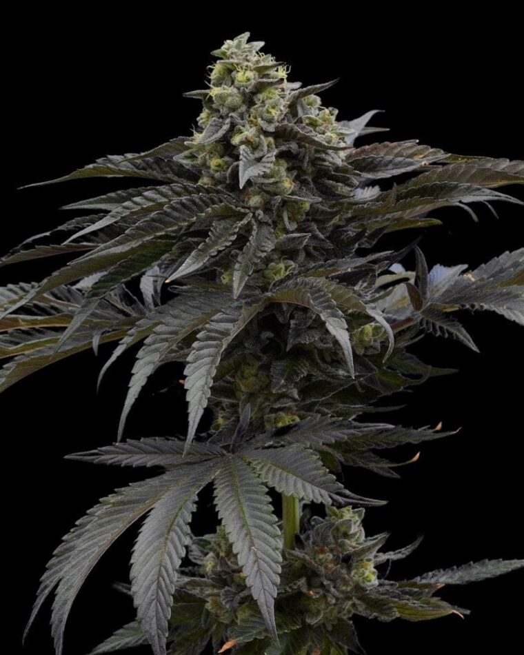 Ziplock Seeds Mochi Crunch cannabis plant image 1