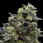 Ziplock Seeds Mochi Crunch cannabis plant image 2