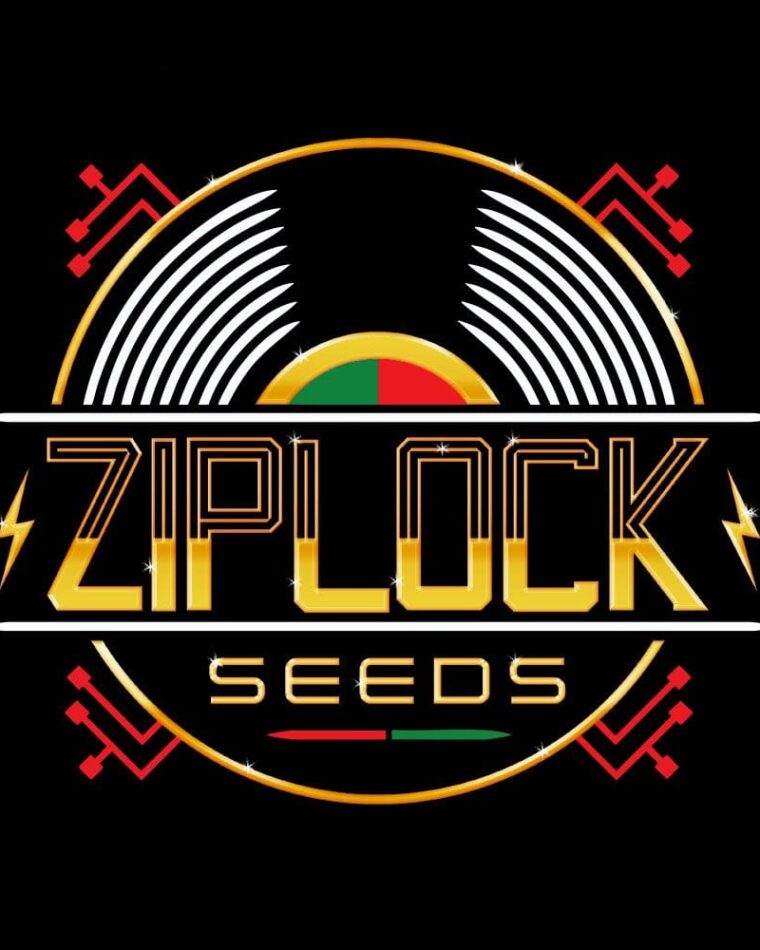 Ziplock Seeds Night Vision cannabis plant image 1